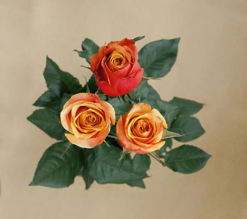Cherry Brandy rose — top view