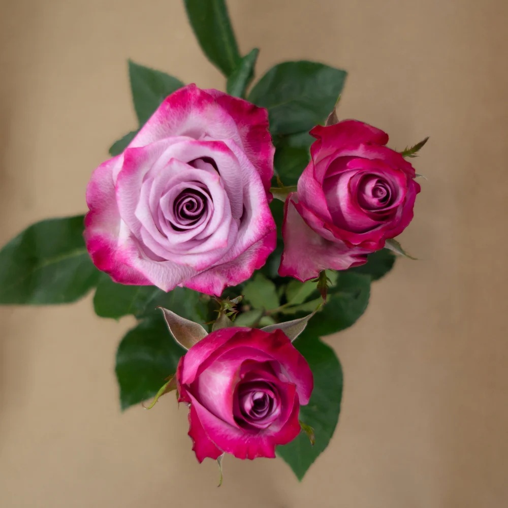 Deep Purple rose — top view