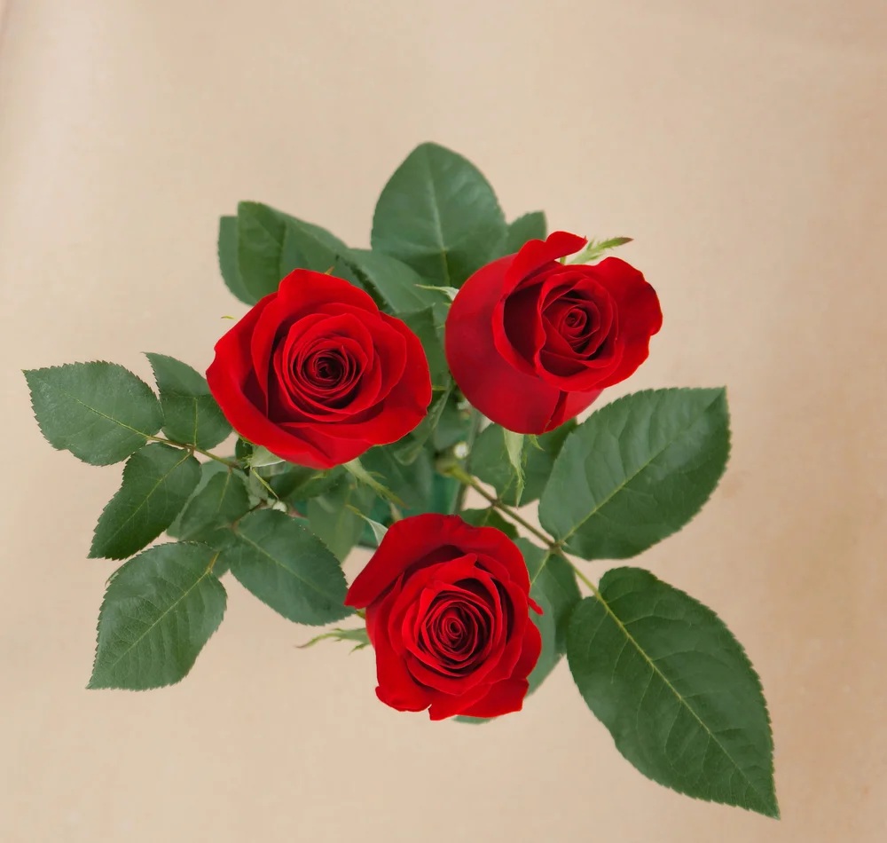 Freedom rose — top view