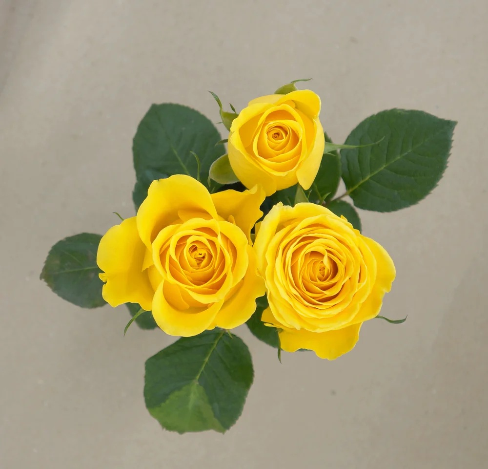 Gold Star rose — top view