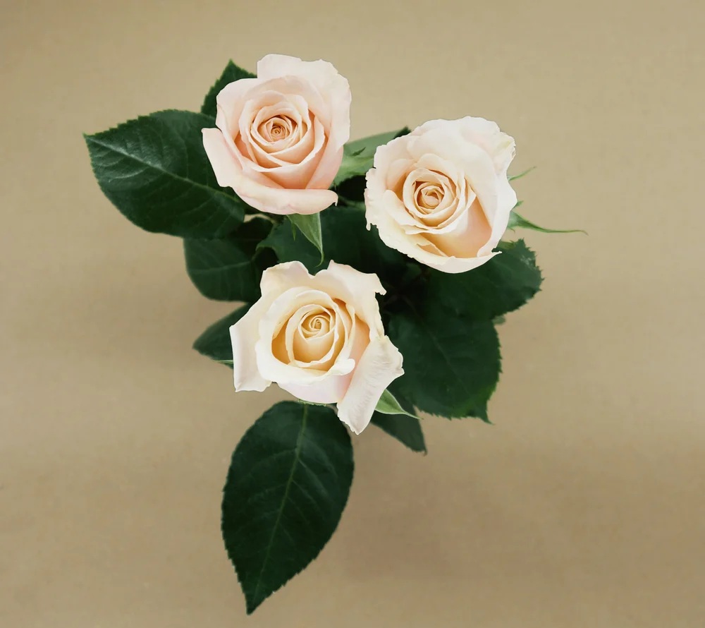 Sahara rose — top view