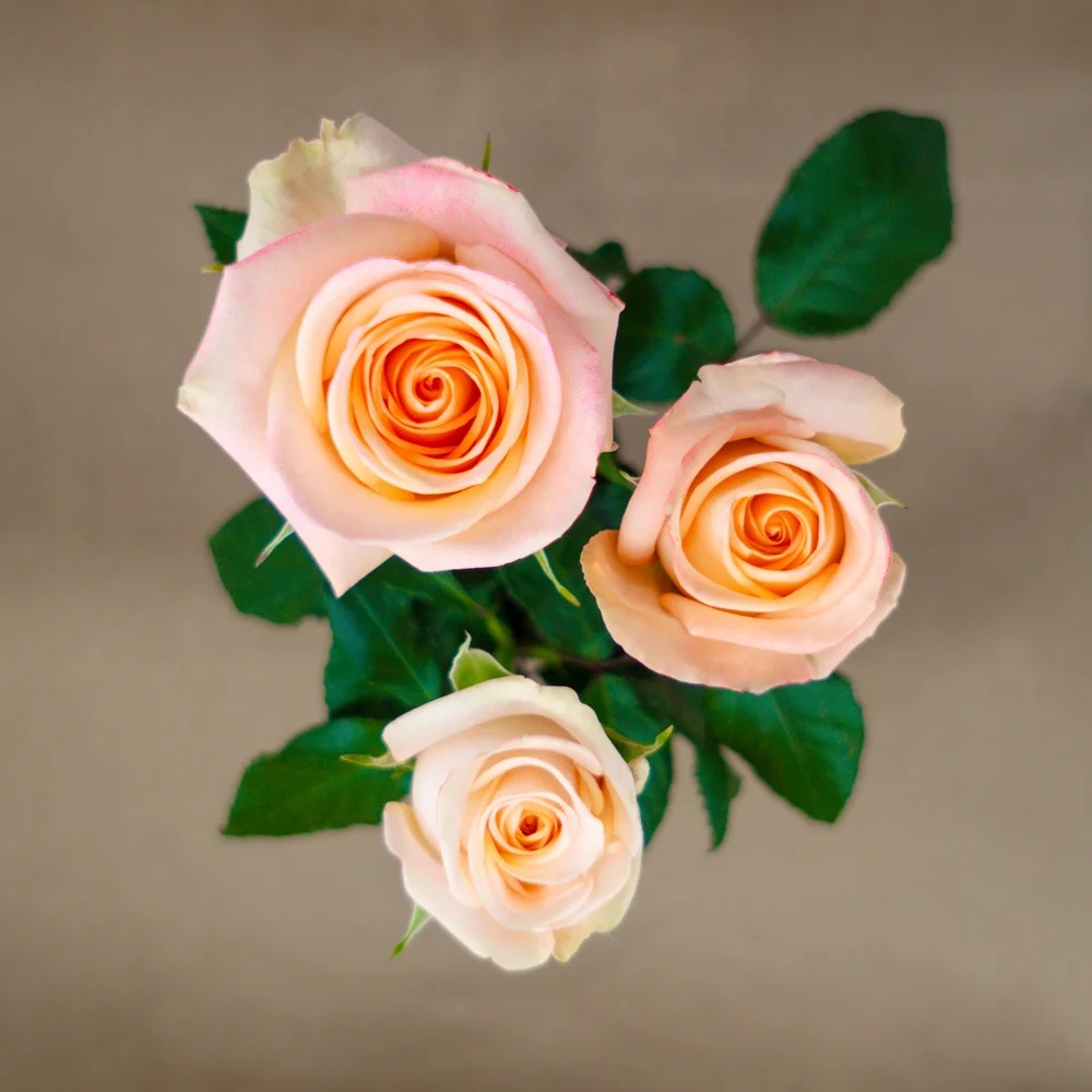Tiffany rose — top view