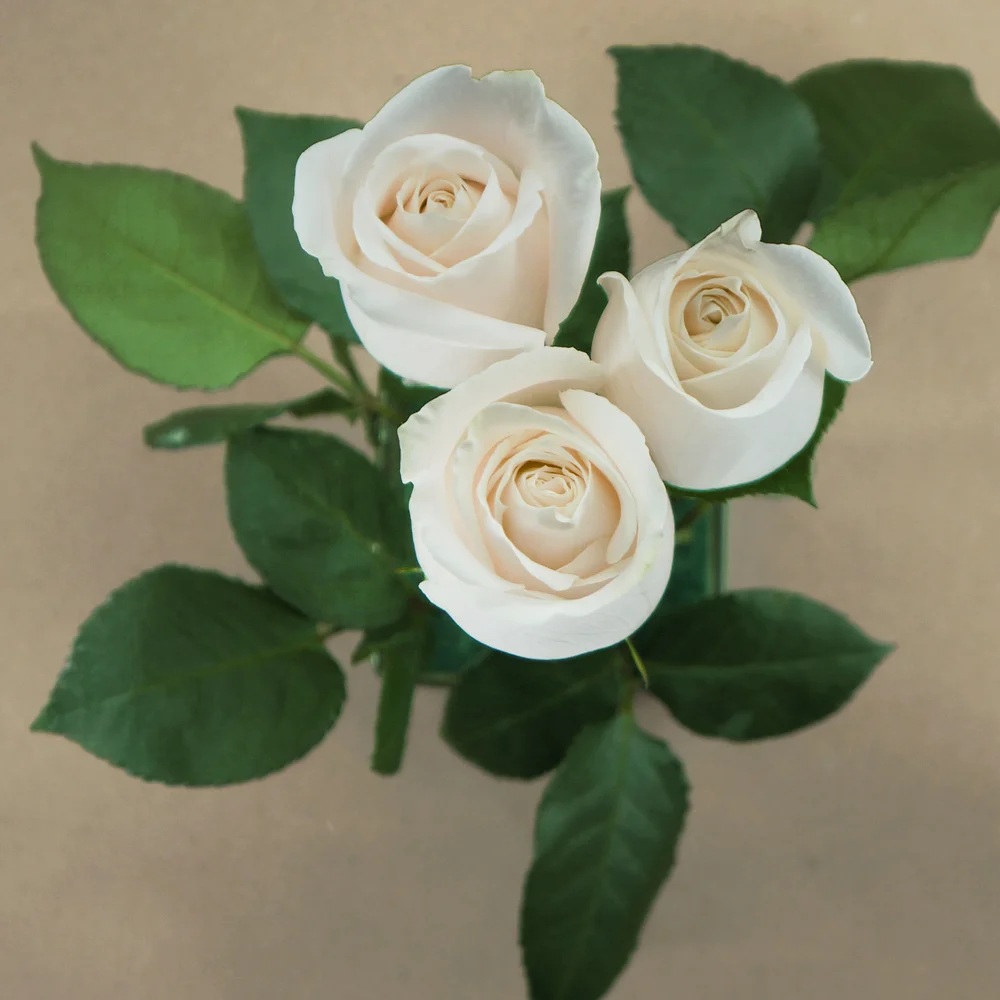 Vendela rose — top view