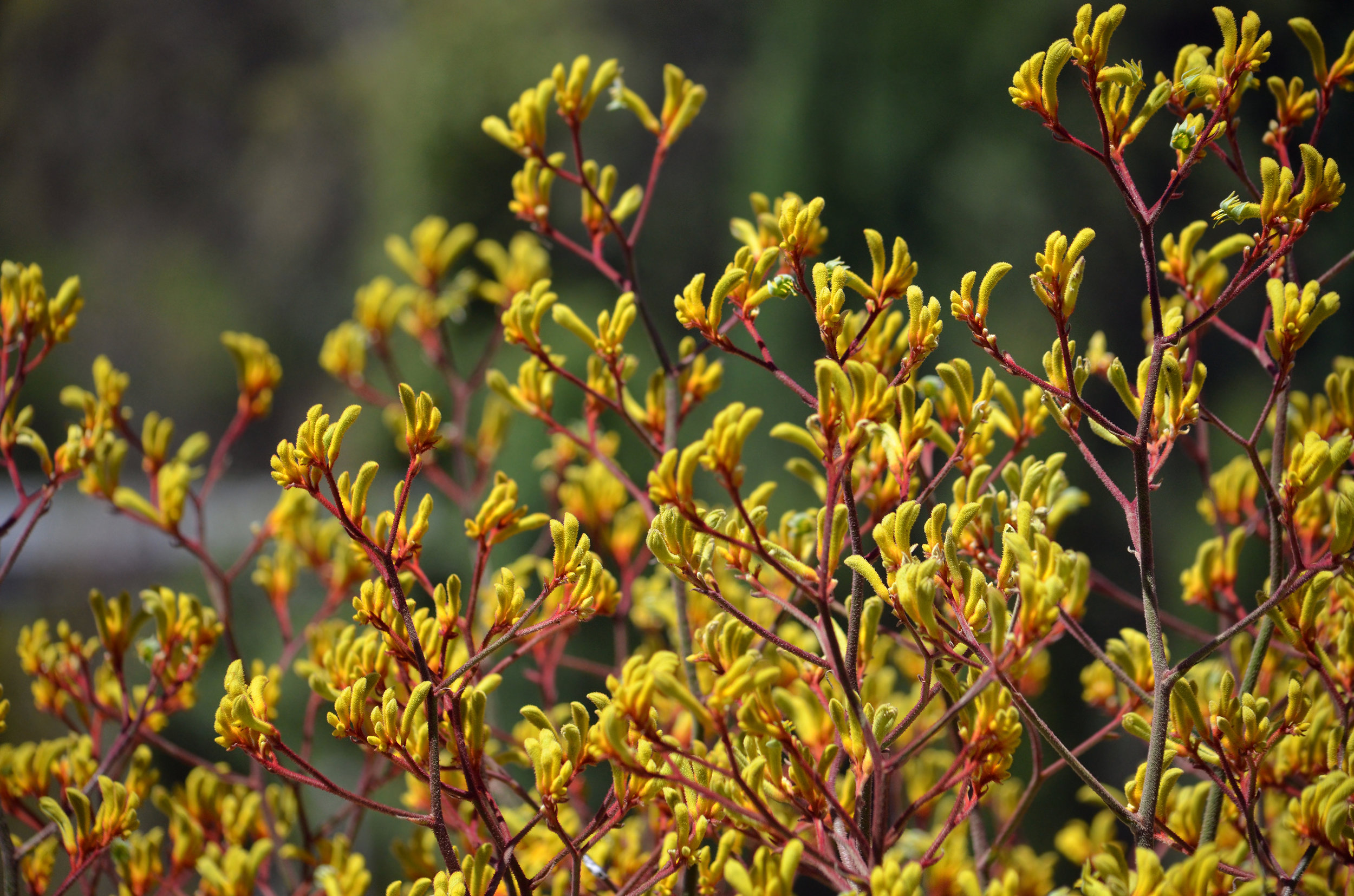Andean Gold