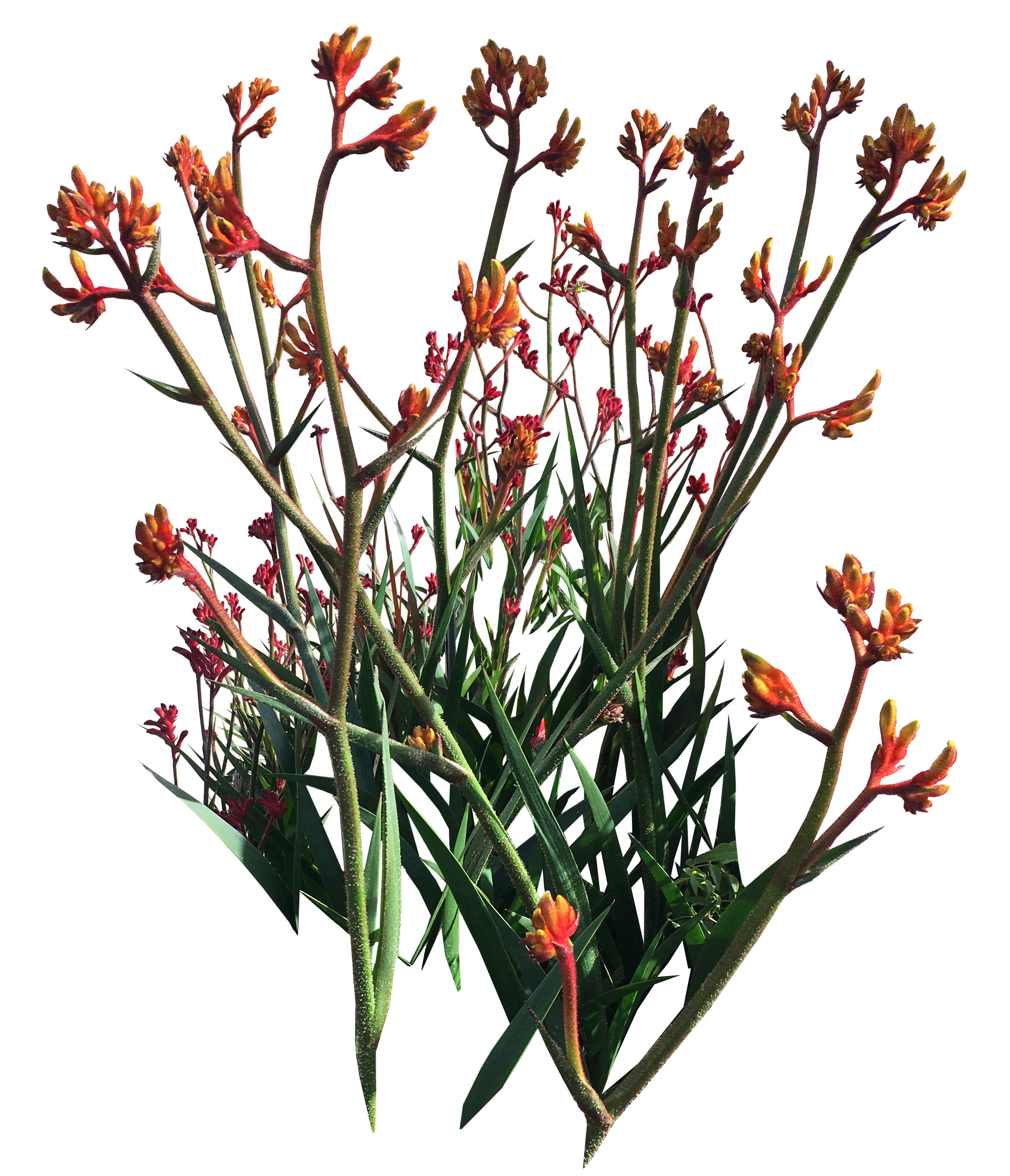 Kangaroo Paw Variety Mix